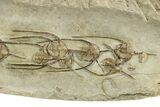 Line of Ten Trilobites (Lonchodomas) Trilobites - Morocco #255434-2